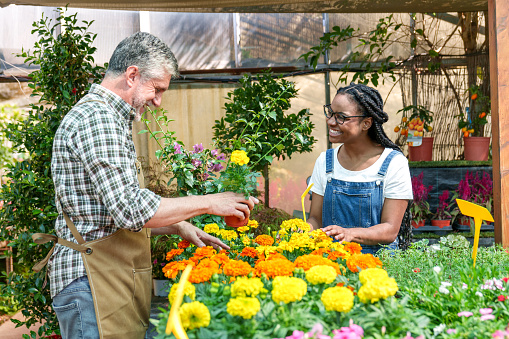 A joyful scene in a vibrant nursery, as a caucasian senior man and young African-American woman happily arrange colorful plants amidst a sea of blooms.