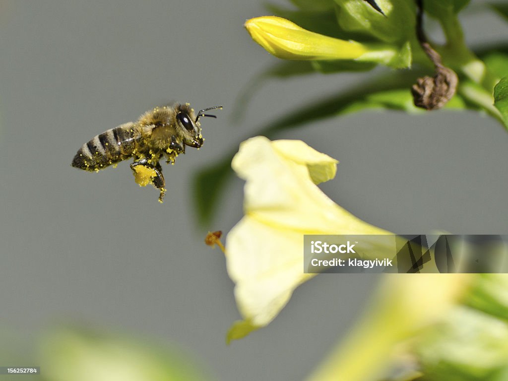 honeybee pollinated de flor - Foto de stock de Abeja libre de derechos