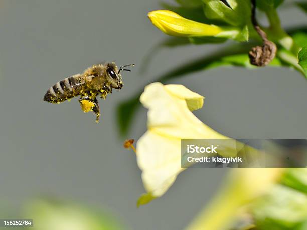 Honeybee Pollinated De Flor Foto de stock y más banco de imágenes de Abeja - Abeja, Aire libre, Amarillo - Color
