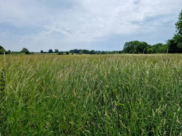 istock Looking over a tall grass meadow in the summer 1562546401