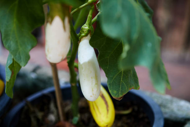 Fresh white eggplant in the garden
