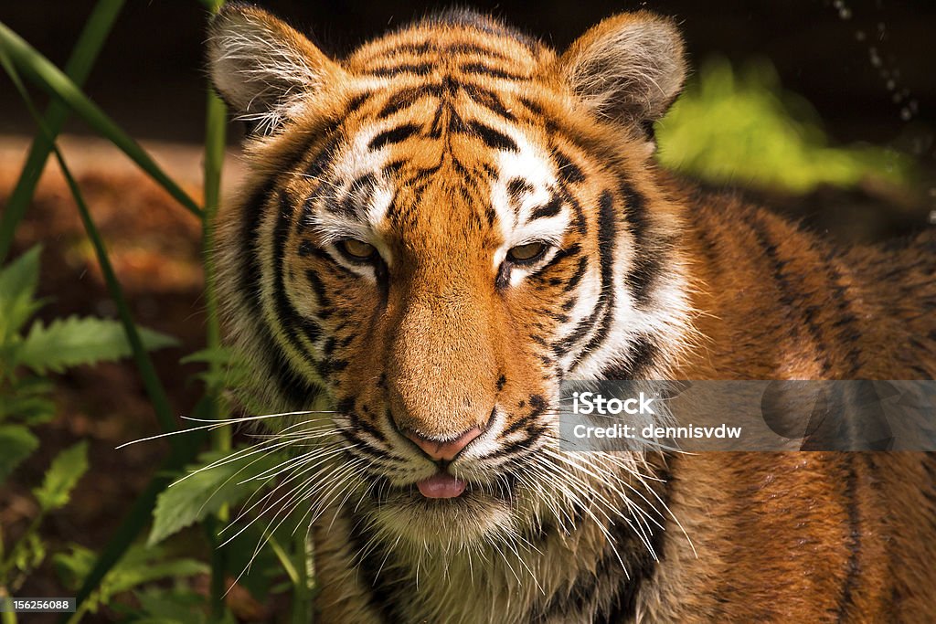 Retrato de gato - Foto de stock de Agresión libre de derechos