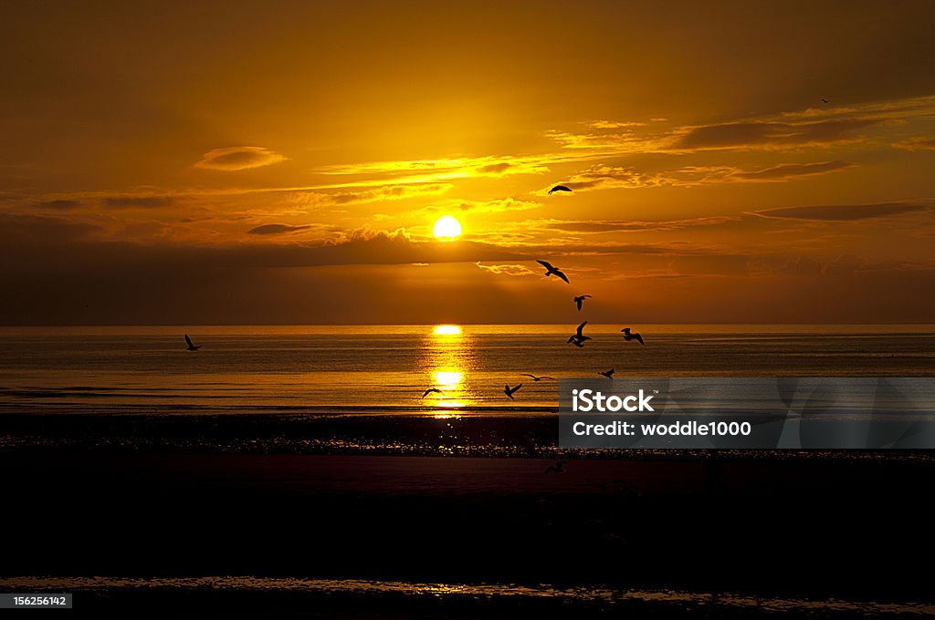 birds flying in den Sonnenuntergang - Lizenzfrei Abenddämmerung Stock-Foto