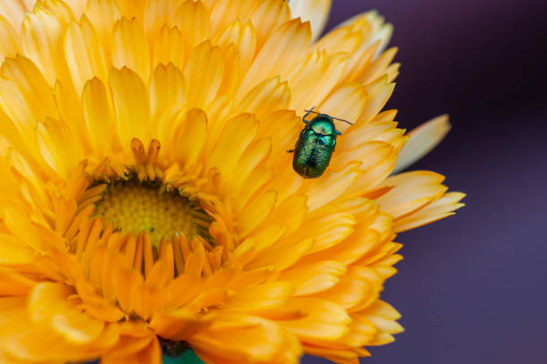istock Flowers macro photo 1562569765