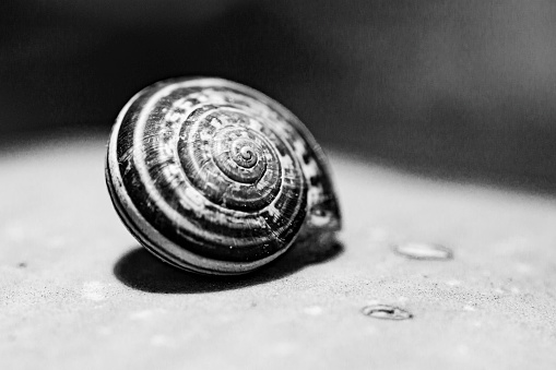 Macro photo of a snail