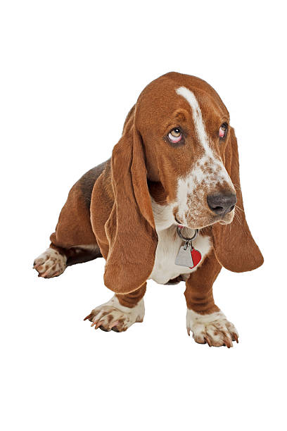 istock Blue Basset hound puppy sits looking up 156257618
