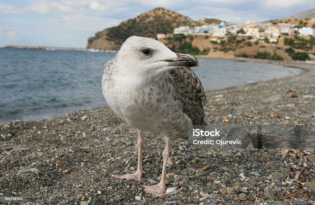 Seabird sur fond d'Agia Galini-île de Crète - Photo de Colline libre de droits