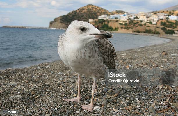 Photo libre de droit de Seabird Sur Fond Dagia Galiniîle De Crète banque d'images et plus d'images libres de droit de Colline - Colline, Crète, Destination de voyage