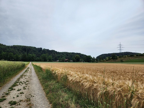 Green and yellow wheat fields with road dividing
