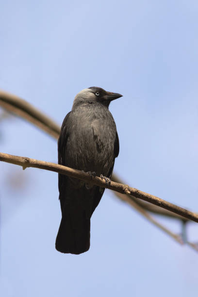 istock Western jackdaw perched on a branch 1562582703