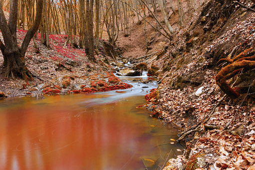 wild mountain stream in autumn, river flowing in the woods, beautiful orange and red fall colors