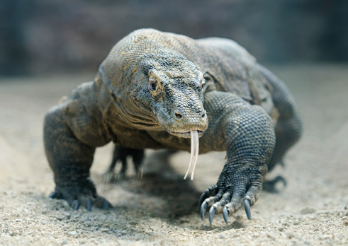 Komodo Dragon, the largest lizard in the world.