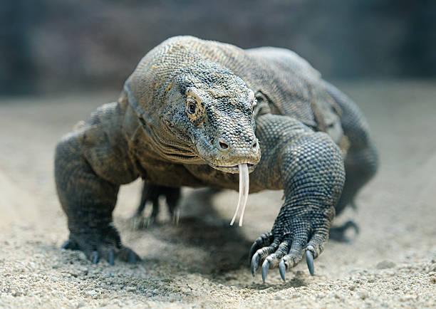 A Japanese Komodo dragon prowling in the sand Komodo Dragon, the largest lizard in the world. monitor lizard stock pictures, royalty-free photos & images