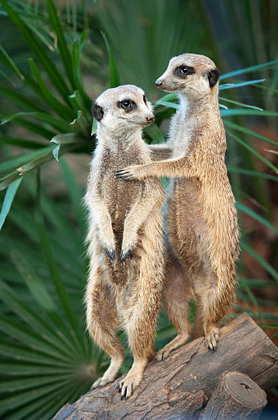 meerkats - ミーアキャット ストックフォトと画像
