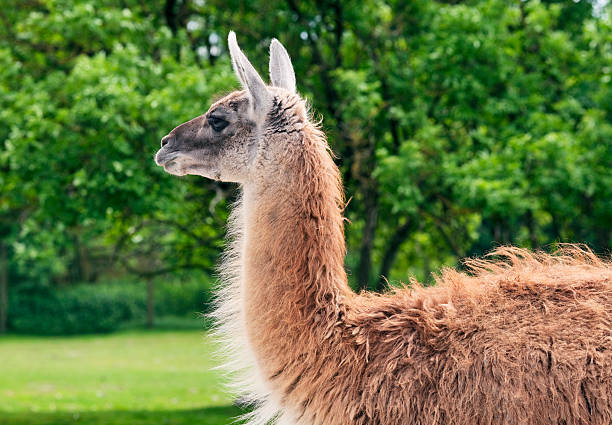 istock Portrait of a llama 156258571