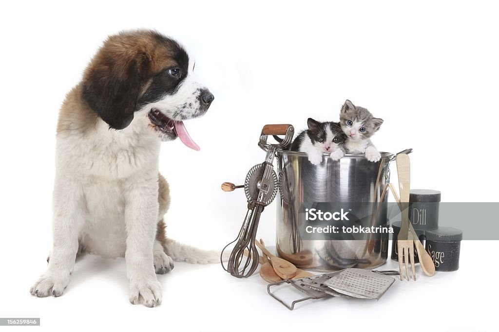 Saint Bernard ver gatinhos em um Chefe de cozinha Pote - Royalty-free São Bernardo Foto de stock