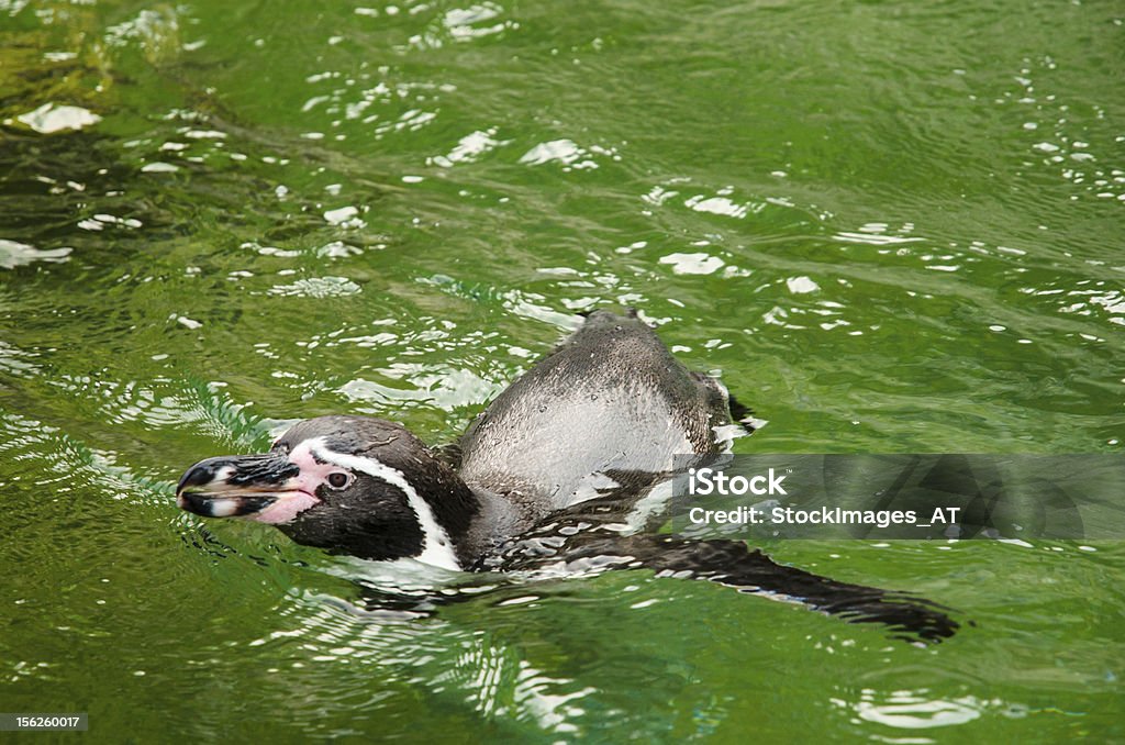 Banda pingüino de Humboldt - Foto de stock de Agua libre de derechos