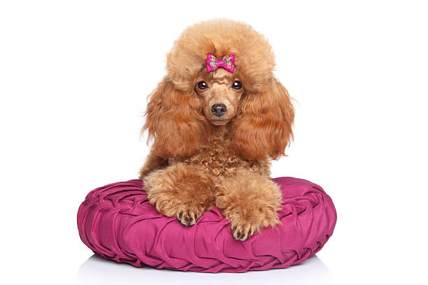 istock Toy poodle puppy lying on pillow 156260446
