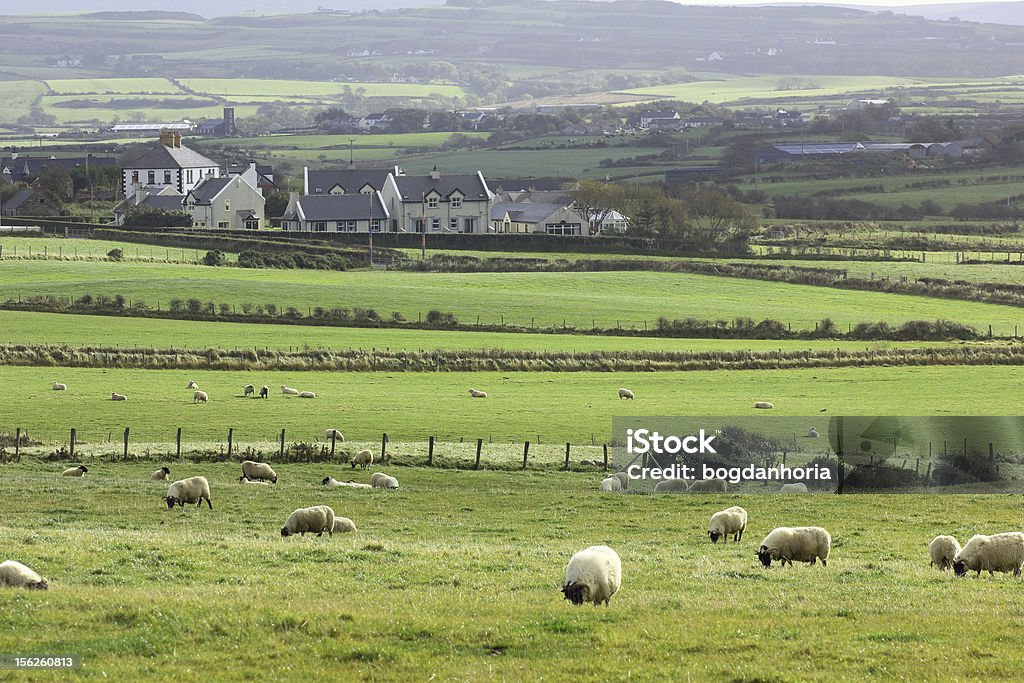 Typowe irlandzkie wiejski Krajobraz: Owiec, tradycyjne domki i pofałdowanych wzgórz - Zbiór zdjęć royalty-free (Architektura)