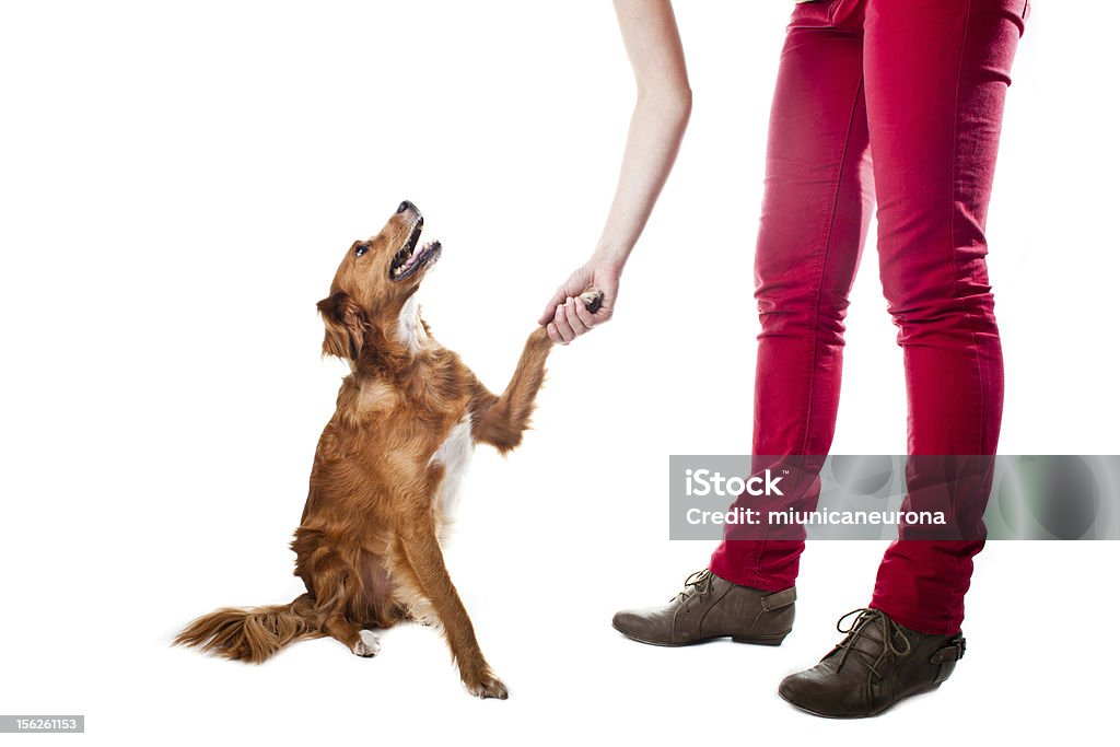 Formation votre chien - Photo de Adulte libre de droits
