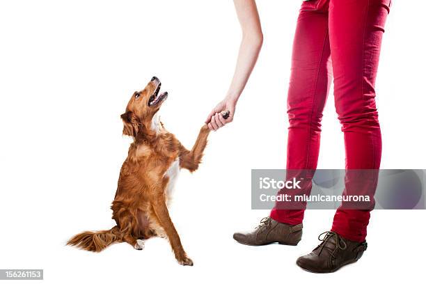 Il Cane Formazione - Fotografie stock e altre immagini di Adulto - Adulto, Amicizia, Animale da compagnia