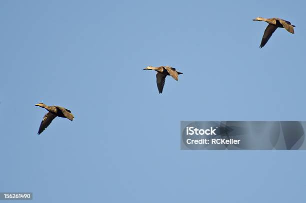 3 Mallard 오리 날아가는 파란 하늘 꽥꽥거리다에 대한 스톡 사진 및 기타 이미지 - 꽥꽥거리다, 날기, 녹색