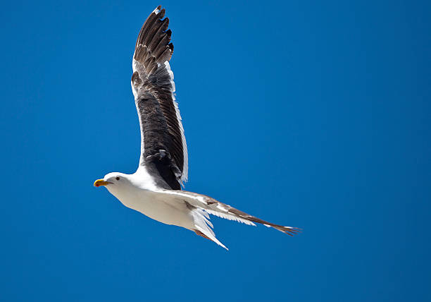 Gabbiano in flight 001 - foto stock