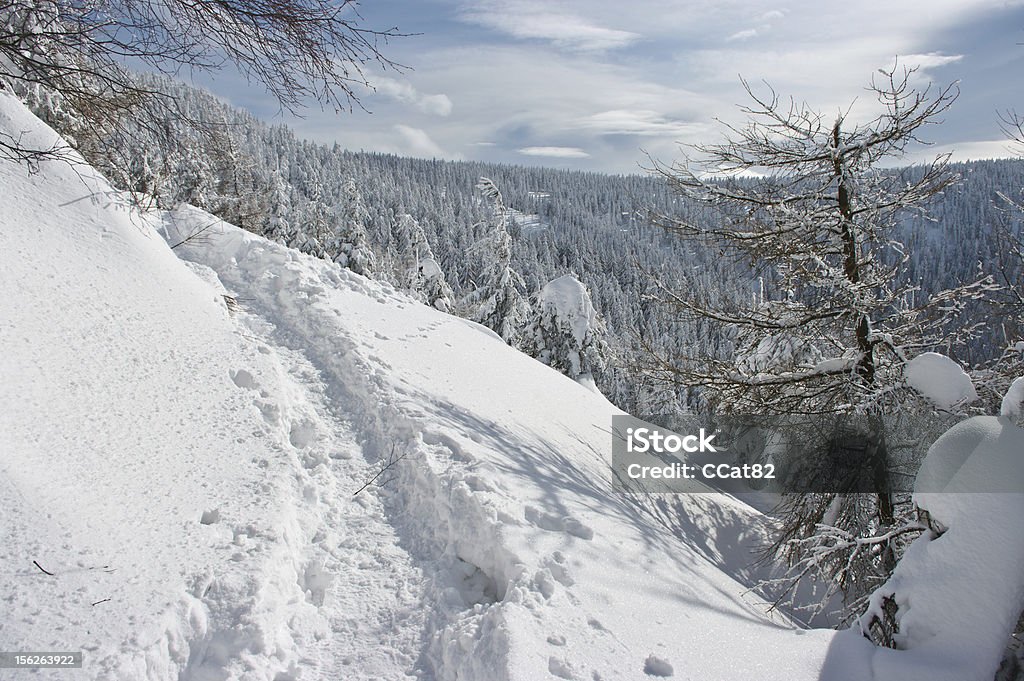 Percorso in montagna - Foto stock royalty-free di Abete