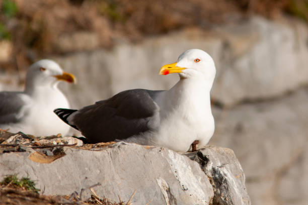 istock Seagull in Portovenere 1562646127
