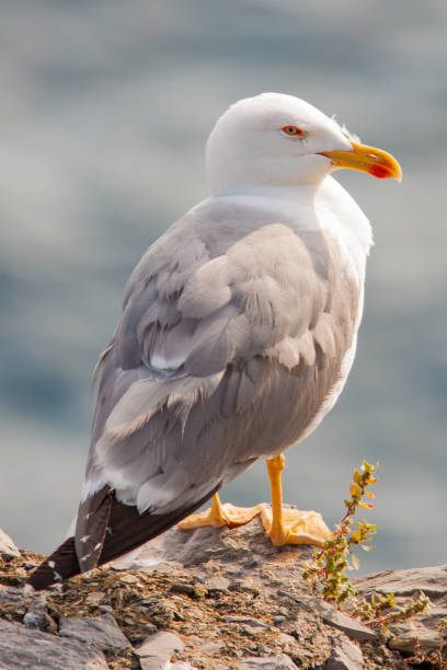 istock Seagull in Portovenere 1562646130