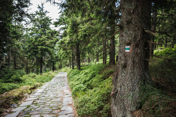 istock Hiking trail mark or sign on tree next stone mountain trail in forest 1562650412