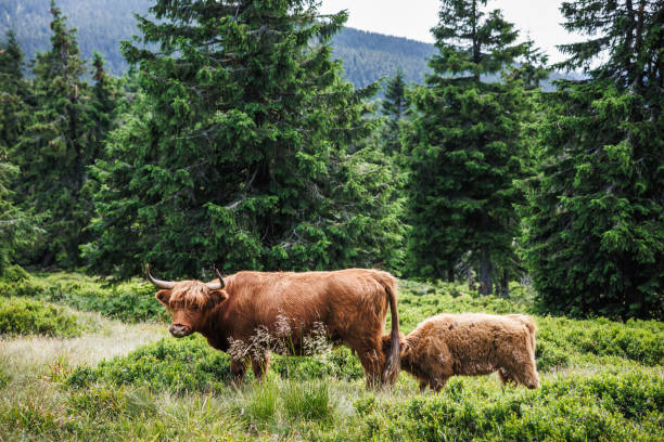 istock Scottish highlands cattle livestock 1562650414