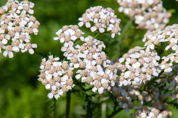 istock Achillea millefolium or common yarrow in garden 1562656746