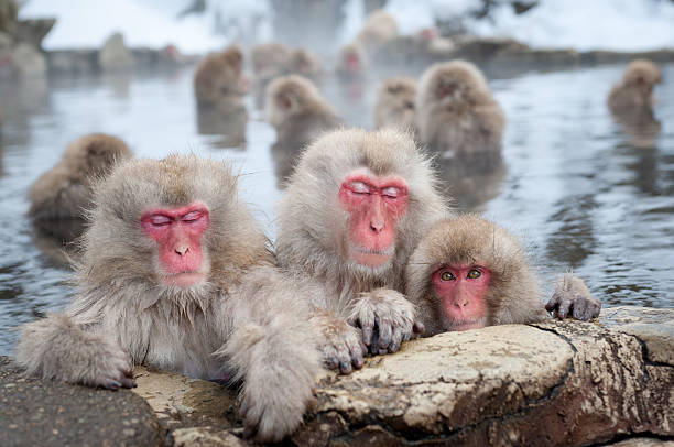 scimmie della neve in onsen - jigokudani foto e immagini stock