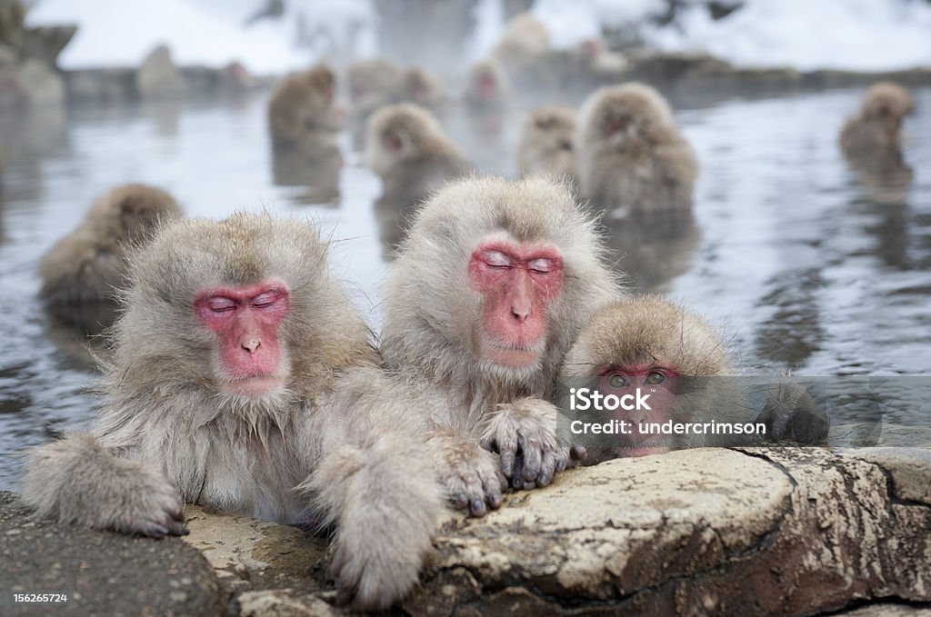 인공눈 원숭이 Onsen - 로열티 프리 일본원숭이 스톡 사진