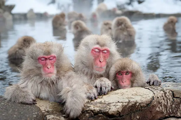 Photo of Snow Monkeys in Onsen