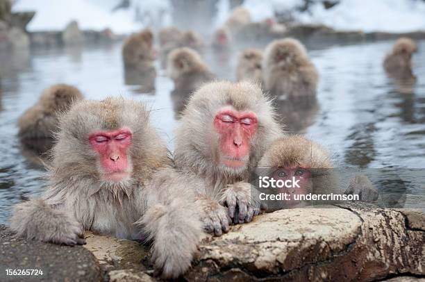 Neve Macacos Em Onsen - Fotografias de stock e mais imagens de Macaco-do-Japão - Macaco-do-Japão, Fonte termal, Japão