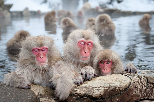 snow monkeys in onsen - japon makak maymunu stok fotoğraflar ve resimler