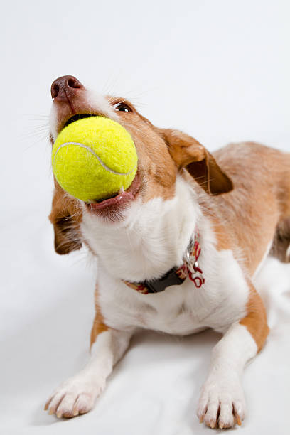 istock little dog and her ball 156265805