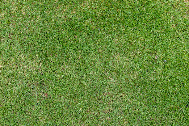 istock Green grass texture nature background. Top view 1562664197