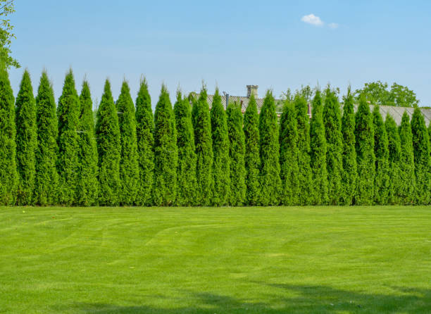 istock Tall thujas, beautiful hedge in the garden 1562664718