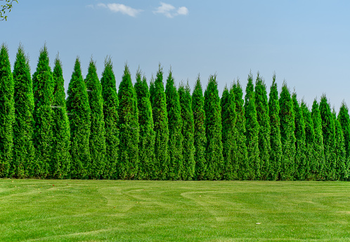 Tall, well-groomed thujas growing densely in a row, forming a hedge, greenery scenery