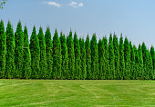 Tall, well-groomed thujas growing densely in a row, forming a hedge