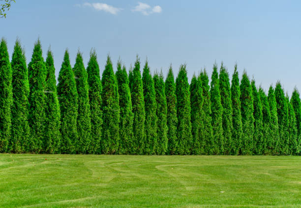 Tall, well-groomed thujas growing densely in a row, forming a hedge Tall, well-groomed thujas growing densely in a row, forming a hedge, greenery scenery thuja occidentalis stock pictures, royalty-free photos & images