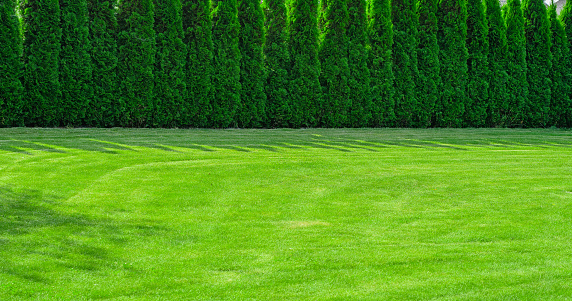 A perfectly mowed lawn surrounded by a thuja hedge,  greenery scenery, sunny day