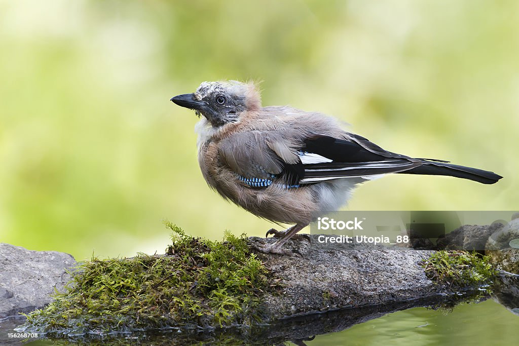 Eurasian Jay, die verschoben nach dem Baden in Vosges, Frankreich - Lizenzfrei Département Vosges - Frankreich Stock-Foto