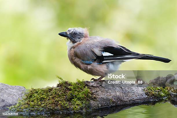 Eurasian Jay Die Verschoben Nach Dem Baden In Vosges Frankreich Stockfoto und mehr Bilder von Département Vosges - Frankreich