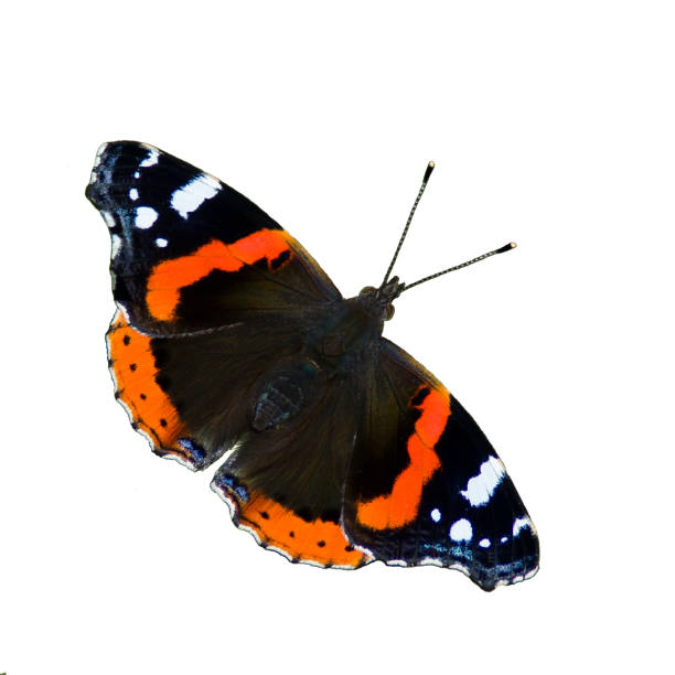 istock Red Admiral Butterfly (Vanessa Atalanta) isolated 156268733