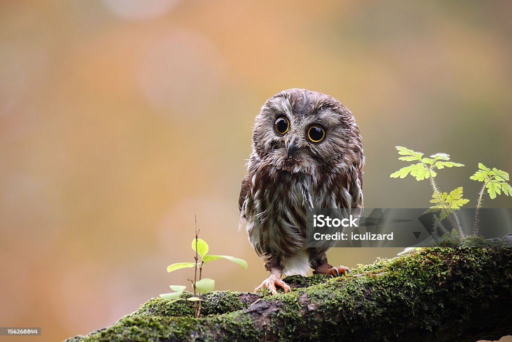 Saw-Whet Owl Northern Saw-Whet Owl perching on a mossy branch against a blurred background. Saw Whet Owl Stock Photo