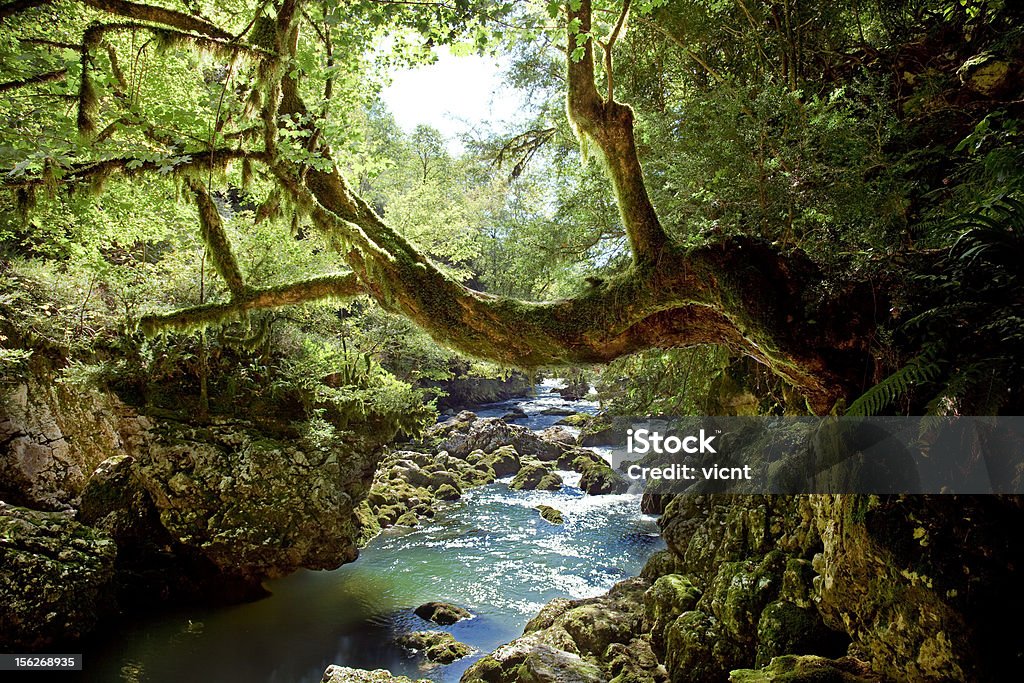 Floresta profunda - Foto de stock de Arbusto royalty-free